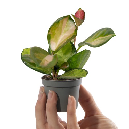Baby wax plant hoya - hoya, australis