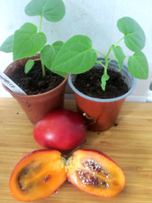 Tomato Tree - Tamarillo - Cyphomandra Betacea - 25 Seeds - BUY ONE GET ONE FREE