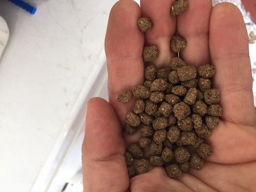 Bulk koi fish food - koi,