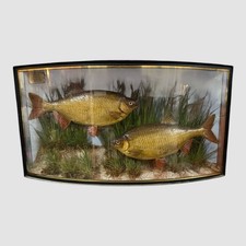 Antique Taxidermy Fish Roach