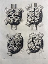 Antique print engraving