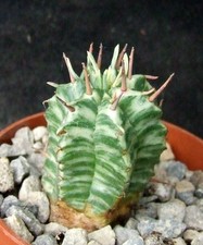 Euphorbia Meloformis Variegated superb new form 3cm collectors succulent/cactus