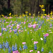 Wildflower Seed Mix - 100%