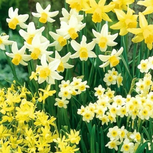Daffodil bulbs for - ,