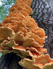 Chicken of the woodsMushroom Live Culture/liquid culture 10ml Injection 