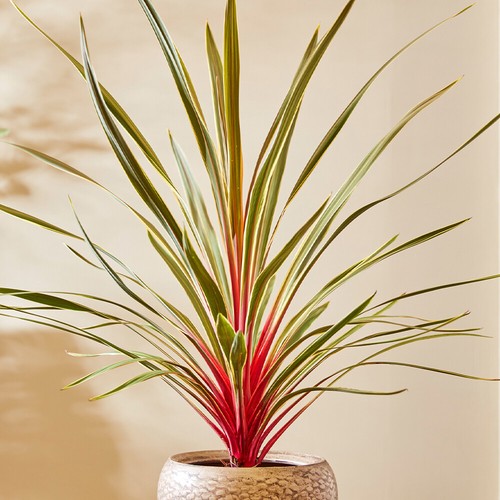Tropical plants cordyline - tropical,