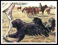 HUNGARIAN PULI DOGS AT WORK