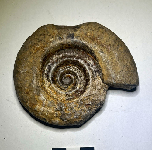 Large hildoceras ammonite - large,