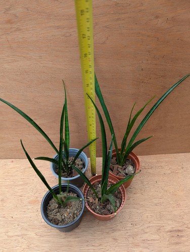Sansevieria kirkii