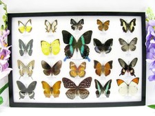 20 beautiful butterfly butterflies in showcase - framed - real - A-20-blumei-10