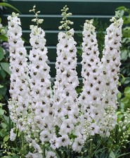  White Delphinium 'Galahad'