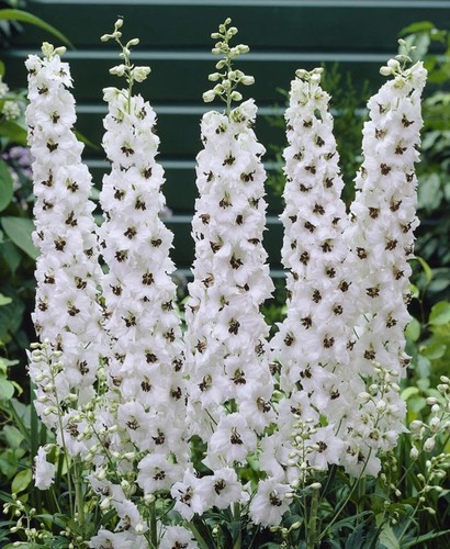 White delphinium galahad - , 'galahad'