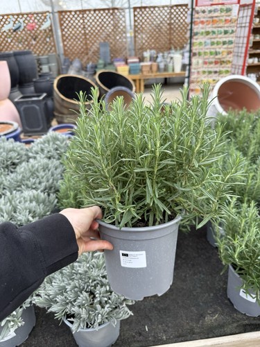 Large rosemary plant - –, 3