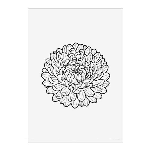 Chrysanthemum flower wall - 'chrysanthemum,