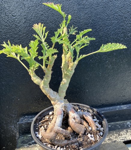 Pelargonium carnosum with huge - pelargonium,