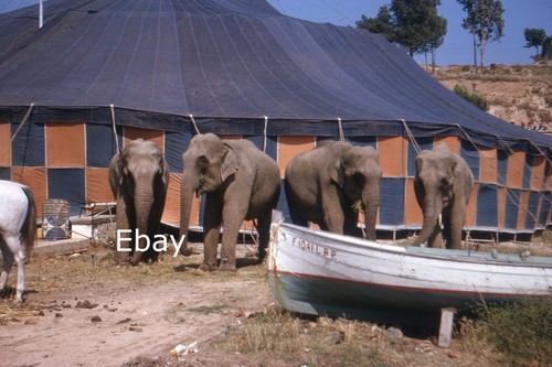35mm slide elephants - -, behind