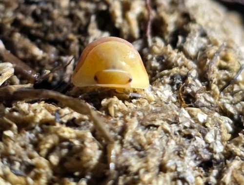 Blonde rubber ducky isopods - blonde,