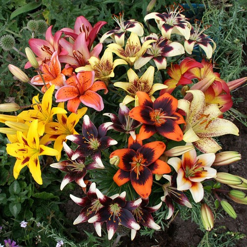 Lilium colour mixed - 5, bi-colour