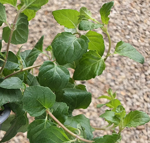 Mint indian satureja - mint,