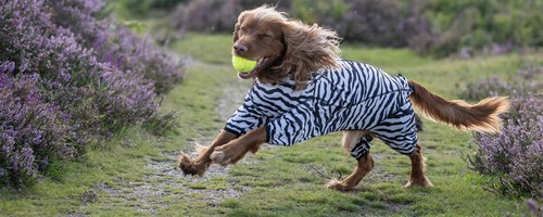 Rukka pets zebra dog overall - rukka,