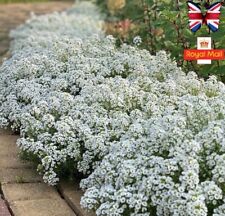 ALYSSUM 100 SEEDS CARPET OF SNOW FRAGRANT WHITE LOBULARIA