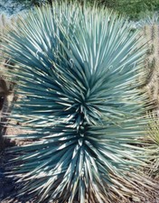 Yucca rigida ‘Blue Sentry’ Rare hardy exotic succulent Supplied in a 1 litre pot