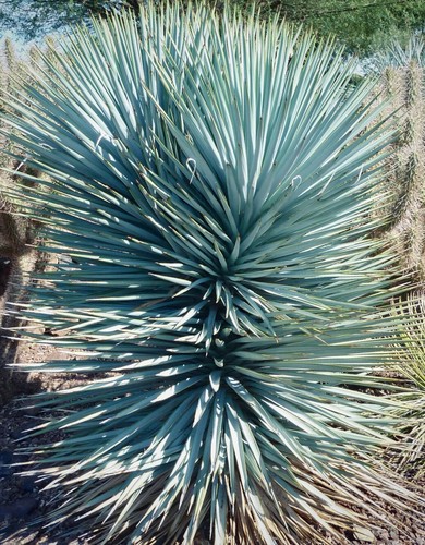 Yucca rigida blue - rigida, ‘blue