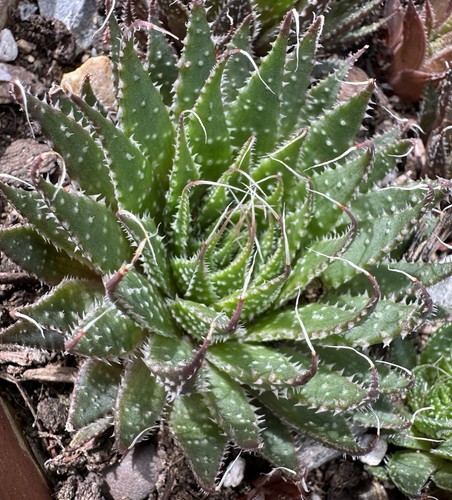 Aloe aristata succulent - aristata, plant