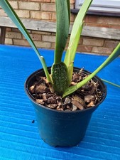 Maxillaria Cucullata Orchid