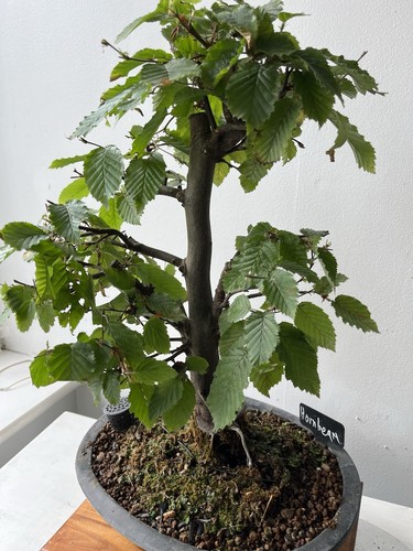 European hornbeam bonsai tree - european,