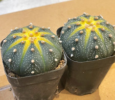 Succulent Cactus Plant Astrophytum Asterias Variegata 4cm-5cm - Bare Root Shippi