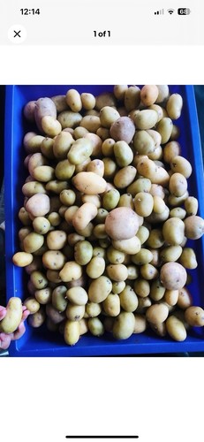 Baby potato seed15x for - baby,