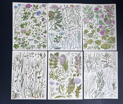 Vintage 1960s botanical - 6x,