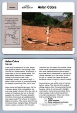 Asian Cobra #35.9 - Reptiles - Grolier Wildlife Adventure Card