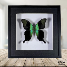 Swift Peacock Swallowtail