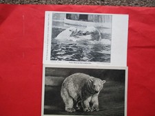 Polar Bears at London Zoo-1920s Postcards