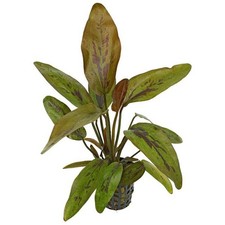 Amazon Sword Tropical