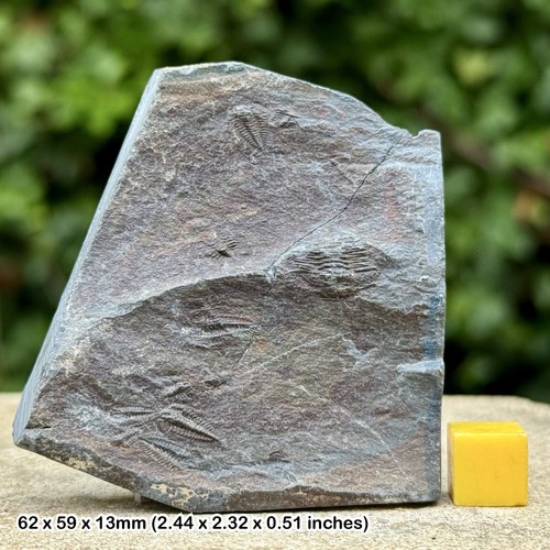 Rare parabolina spinulosa - rare,