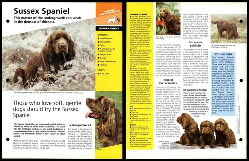 Sussex spaniel temperament - -,