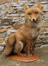 Taxidermy Seated Fox Full