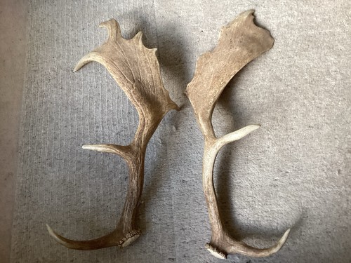Antlers