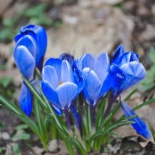 10 LARGE FLOWERING BLUE CROCUS FLOWERS HARDY BULBS WINTER SPRING GARDEN PLANTS