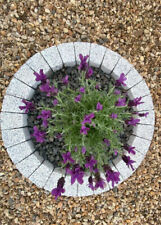 78 cm Garden Circle Brick