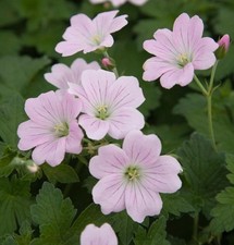 Hardy Geranium x Hybrida