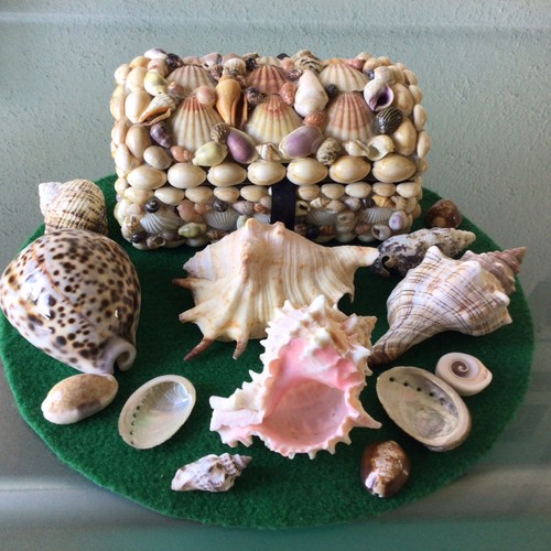 Job lot seashells - job,