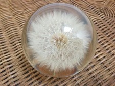 Vintage Mid Century Dandilion