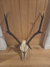 Red Deer Stag Antlers And