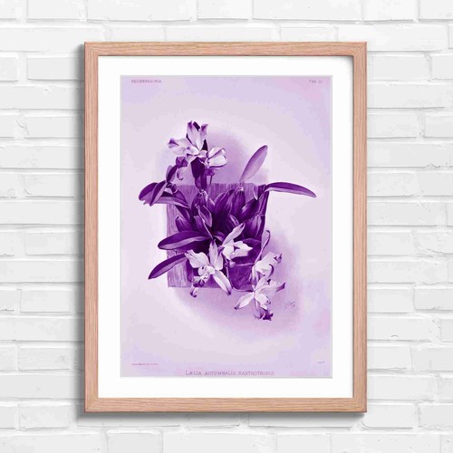 Vintage pink orchid - orchid, botanical