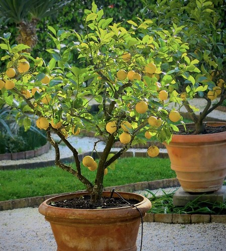 Live meyer lemon tree - tree, –