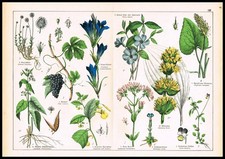 1887 Antique Botanical